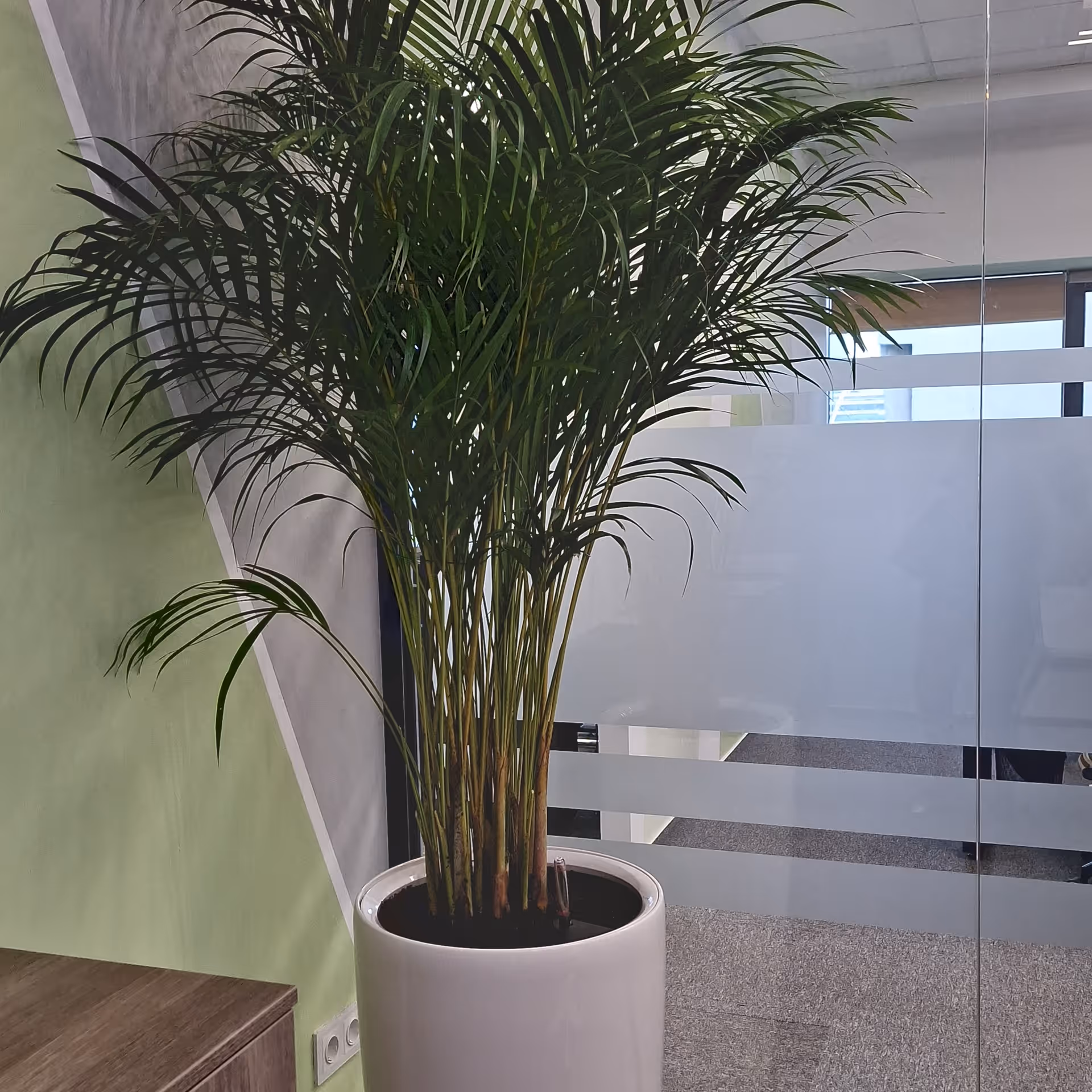Palmier areca în ghiveci designer, amenajare interioară de birou
