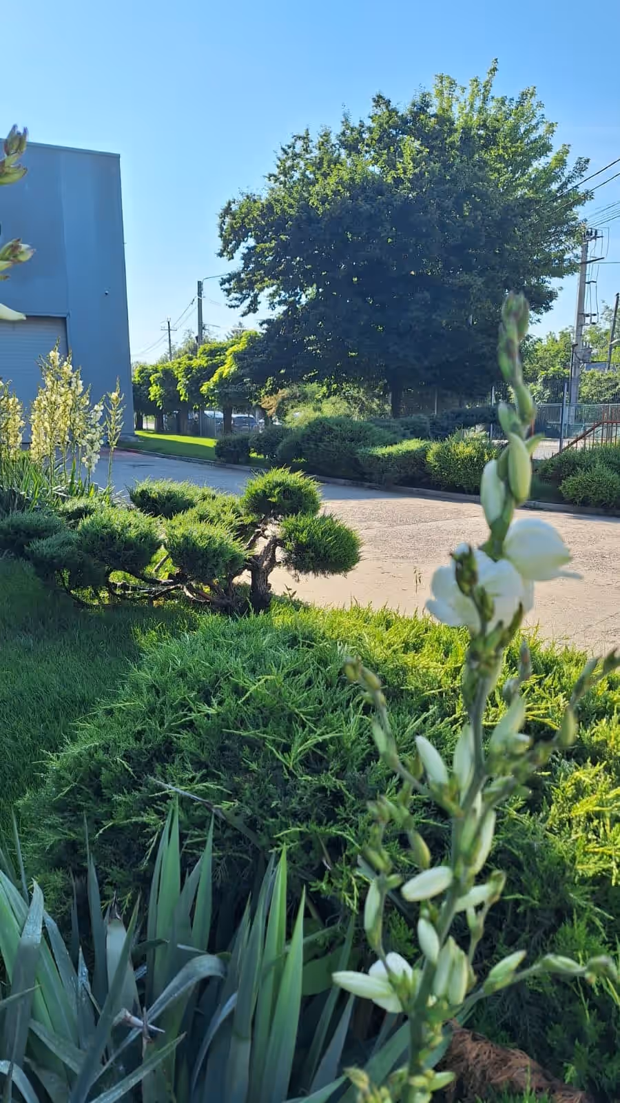 Fațadă comercială cu ienuperi topiary și gard viu tuns, întreținută de Sara's Gardens